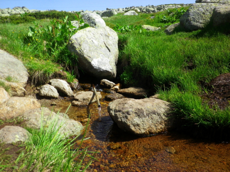 Vattnet i Vitishas bäck är en uppskattad töstsläckare.