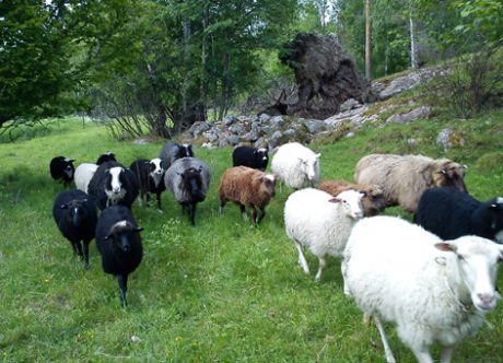 Illustrationsbild. En bonde saknar 13 lamm och misstänker stöld.