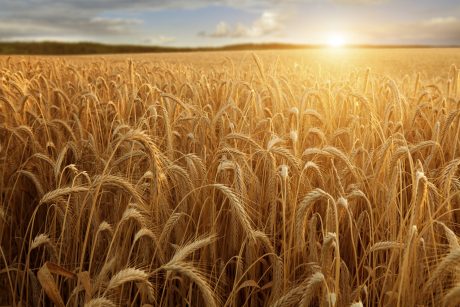 Sun at the wheat field